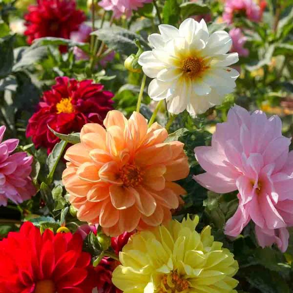 Fleurs - Dahlia Unwin Varié - face recto